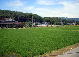 伊那市美篶上川手（中段）